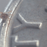 Chigger turning on a dime