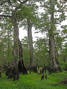 Bald cypress swamp